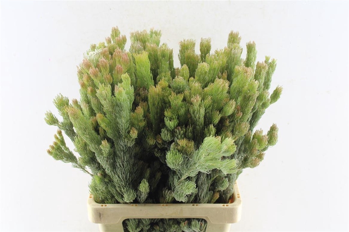 <h4>Kaaps Adenanthos</h4>