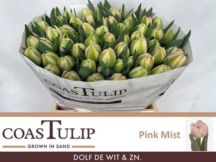 <h4>TU DU PINK MIST</h4>