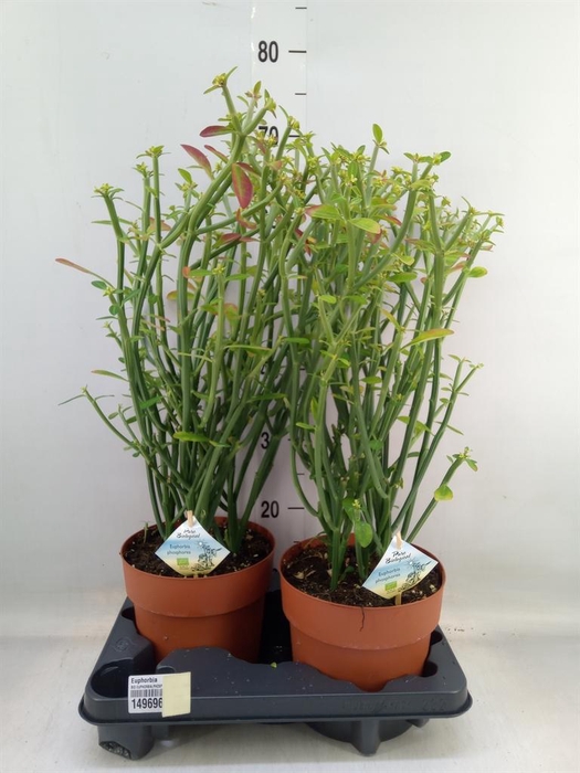 <h4>Euphorbia   ...</h4>