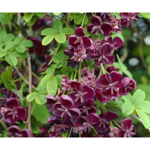 Akebia quinata