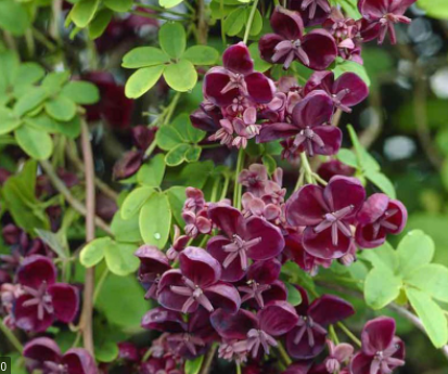 <h4>Akebia quinata</h4>