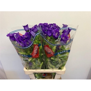 CAMP M CHAMPION BLUE