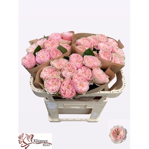 R GR TENDER LOVE