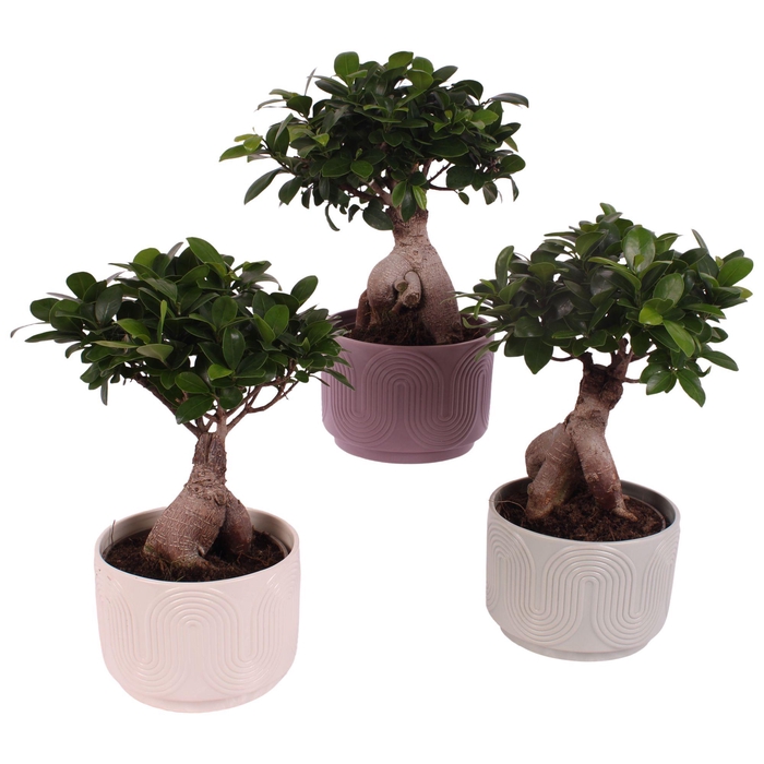 <h4>Ficus m. Ginseng Ball Shape Ø15cm in Ø17cm Ceramic SE571</h4>