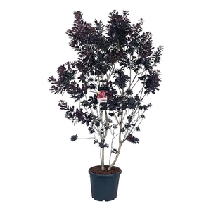 Cotinus cog. 'Royal Purple'