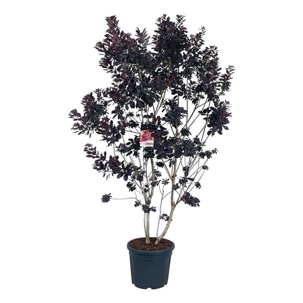 <h4>Cotinus cog. 'Royal Purple'</h4>