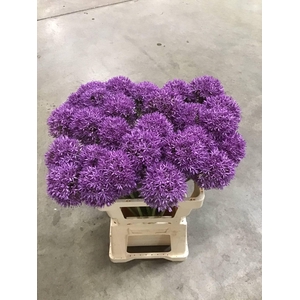 ALLIUM DUTCHMAN