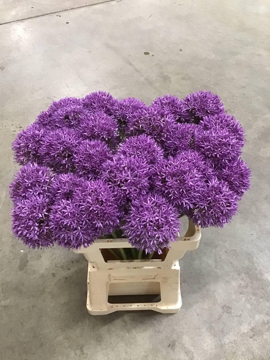 <h4>ALLIUM DUTCHMAN</h4>