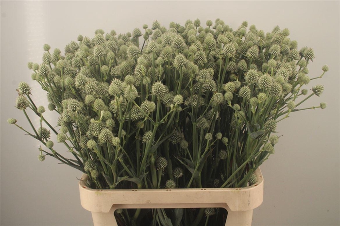 <h4>Eryngium Yu Mag Si Globe</h4>