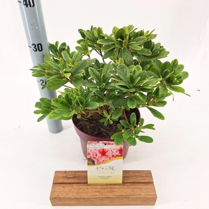 Rhododendron ENCORE® Sunburst ('Roblet'PBR)