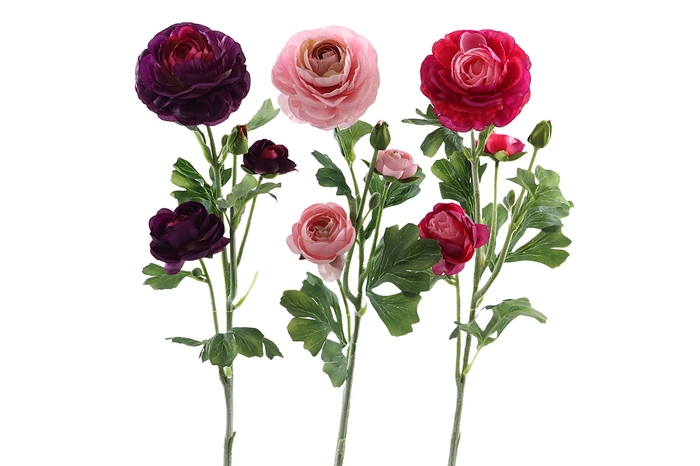 Ranunculus Beauty