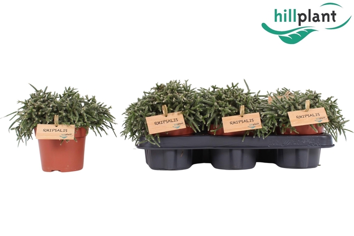 <h4>RHIPSALIS PILOCARPA</h4>