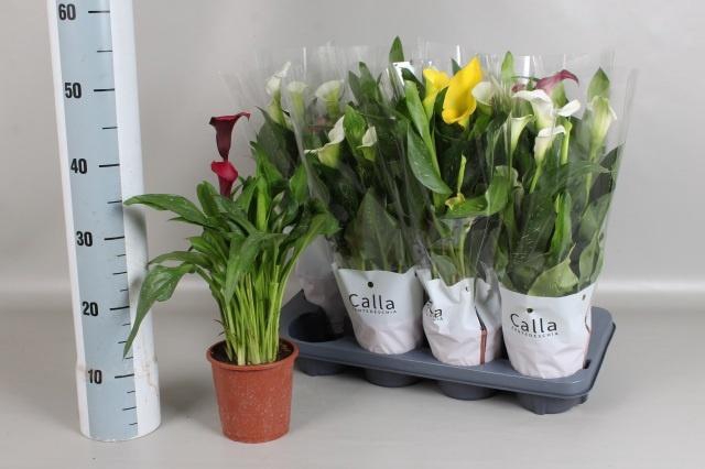 <h4>ZANT GEM 5 KL</h4>