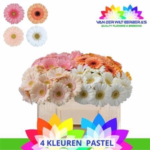Ge Mi Gem ( Pastel)