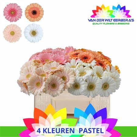 <h4>Ge Mi Gem ( Pastel)</h4>