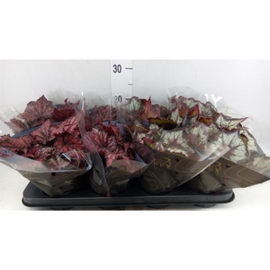 Begonia BD rex   ...mix