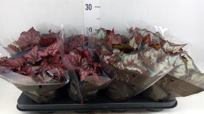 <h4>Begonia BD rex   ...mix</h4>