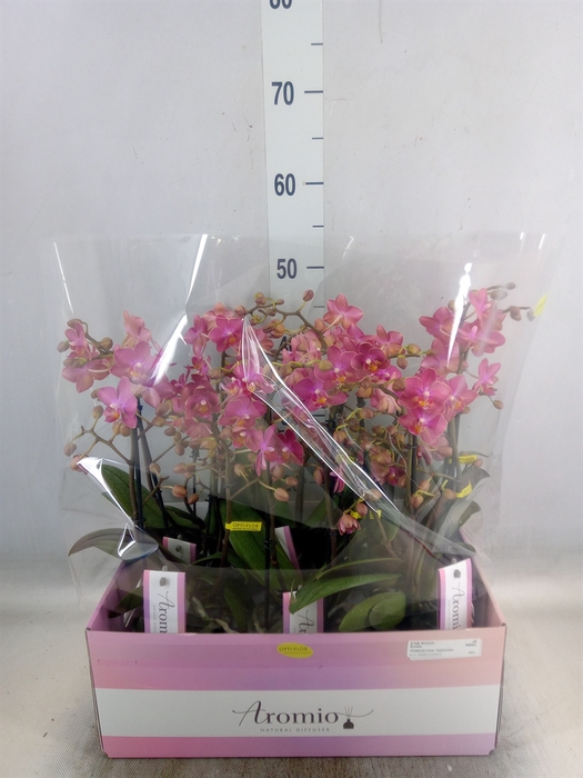 <h4>Phalaenopsis multi.   ...rose</h4>