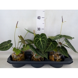 Anthurium clarinervium