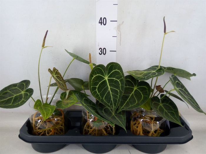 <h4>Anthurium clarinervium</h4>