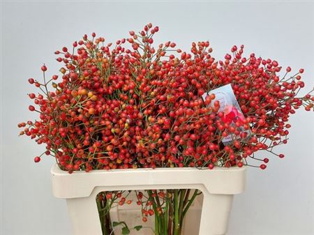 <h4>Rosa F Aut Splendor</h4>