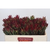 Leucadendron Blush Spray