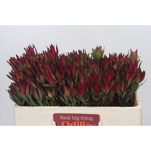 Leucadendron Blush Spray