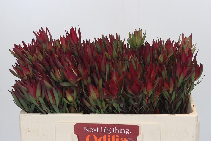 Leucadendron Blush Spray