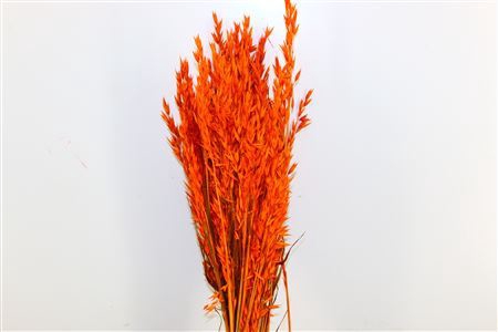 Dried Avena X5 Orange Bunch