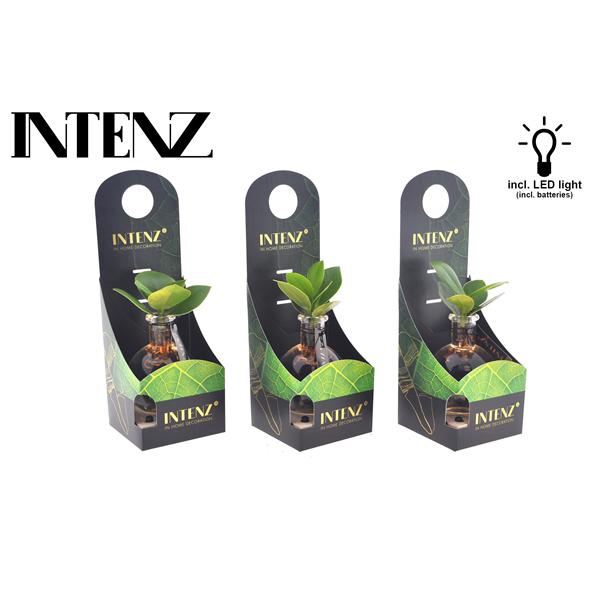 <h4>Clusia in Samoa glas + LED + verpakking-levertijd 24ur</h4>