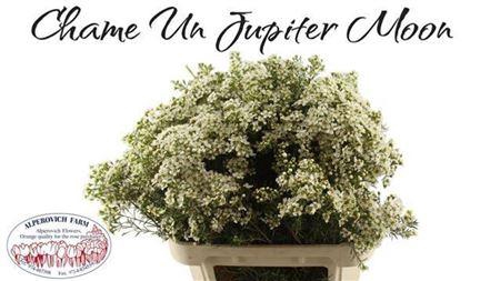 <h4>Chame Un Jupite Moon 80cm</h4>