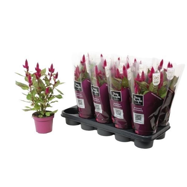 <h4>Celosia Merida Caracas Dark</h4>