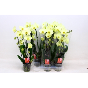 PHAL EL CASCADE