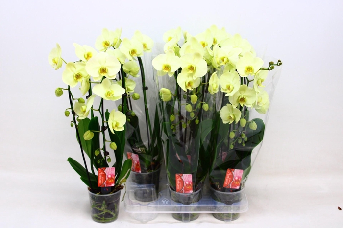 <h4>PHAL EL CASCADE</h4>