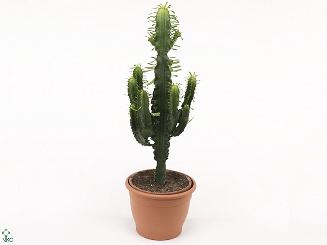 Euphorbia abyssinica