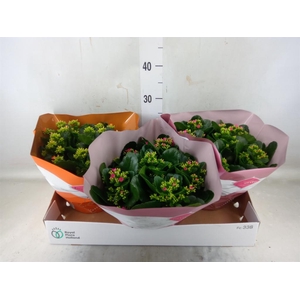 Kalanchoe blos.   ..mix 4