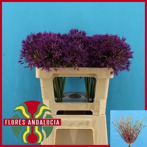 ALLIUM PURPLE RAIN