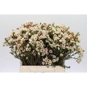 Chamelaucium Moonlight Delight