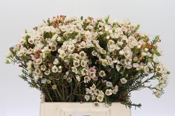 <h4>Chamelaucium Moonlight Delight</h4>