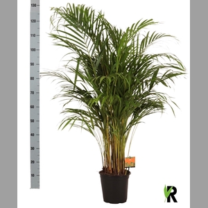 DYPSIS LUTESCENS