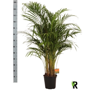 DYPSIS LUTESCENS
