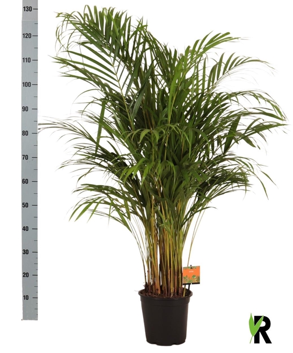 <h4>DYPSIS LUTESCENS</h4>