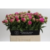 Paeonia Felix Crousse