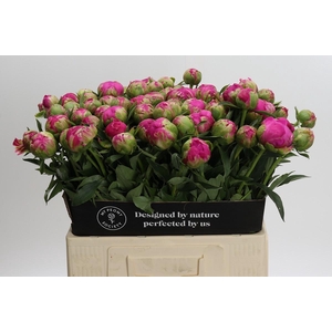 Paeonia Felix Crousse