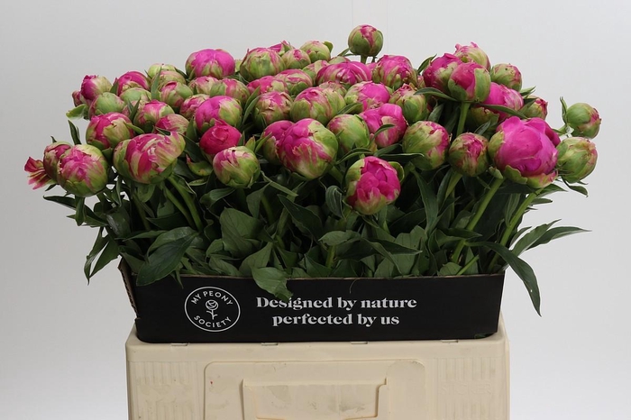 <h4>Paeonia Felix Crousse</h4>