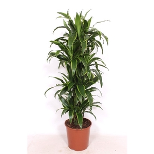 Dracaena Arturo