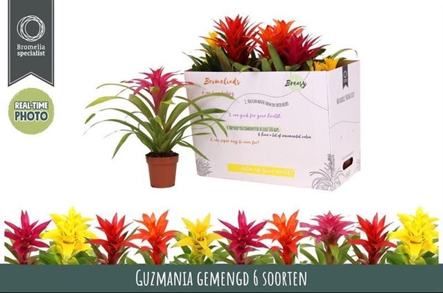 Guzmania mix 12Ø 40cm