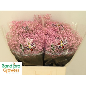 Gyps Klb Pink
