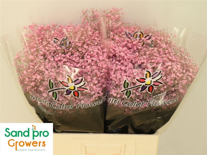 <h4>Gyps Klb Pink</h4>