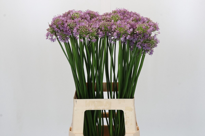 <h4>Allium Senescens</h4>